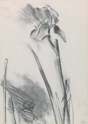 Iris 2